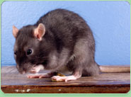 rat control Raunds