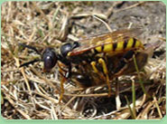 wasp control Raunds